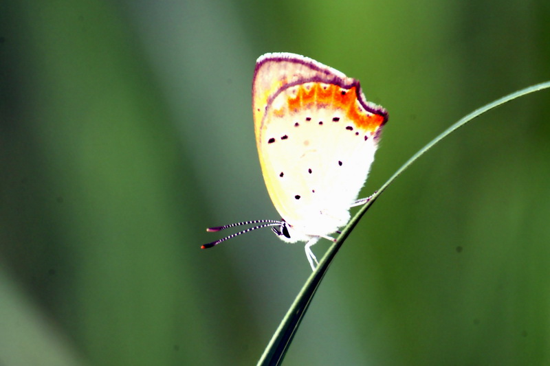 Lycaena phlaeas (Small Copper Butterfly) {!--작은주홍부전나비-->; DISPLAY FULL IMAGE.