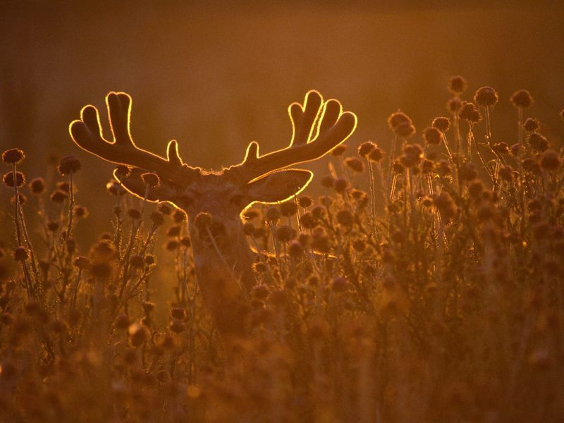 Backlit Mule Deer Buck in Velvet; DISPLAY FULL IMAGE.