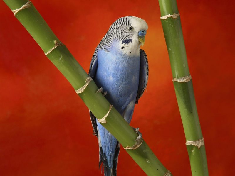 Colorful Budgerigar; DISPLAY FULL IMAGE.