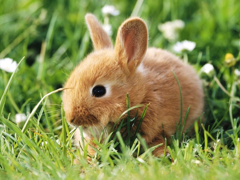 Dwarf Rabbit; DISPLAY FULL IMAGE.