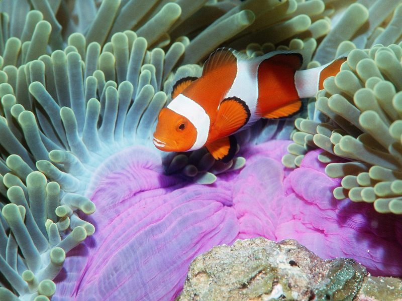 False Clown Anemonefish, Similan Islands, Andaman Sea, Thailand; DISPLAY FULL IMAGE.
