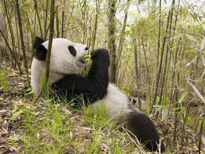 Xiang Xiang the Giant Panda, Wolong Nature Reserve, China; DISPLAY FULL IMAGE.