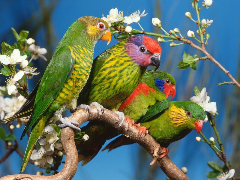 Colorful Lorikeets; DISPLAY FULL IMAGE.