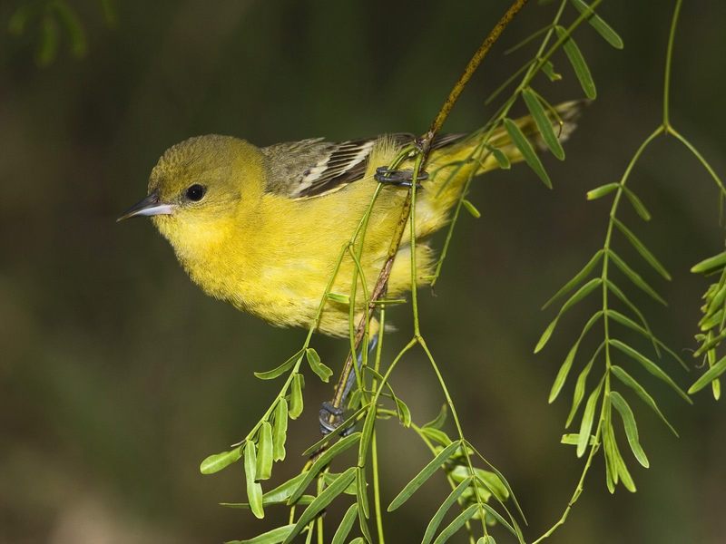 Female Orchard Oriole, Rio Grande Valley, Texas, USA; DISPLAY FULL IMAGE.