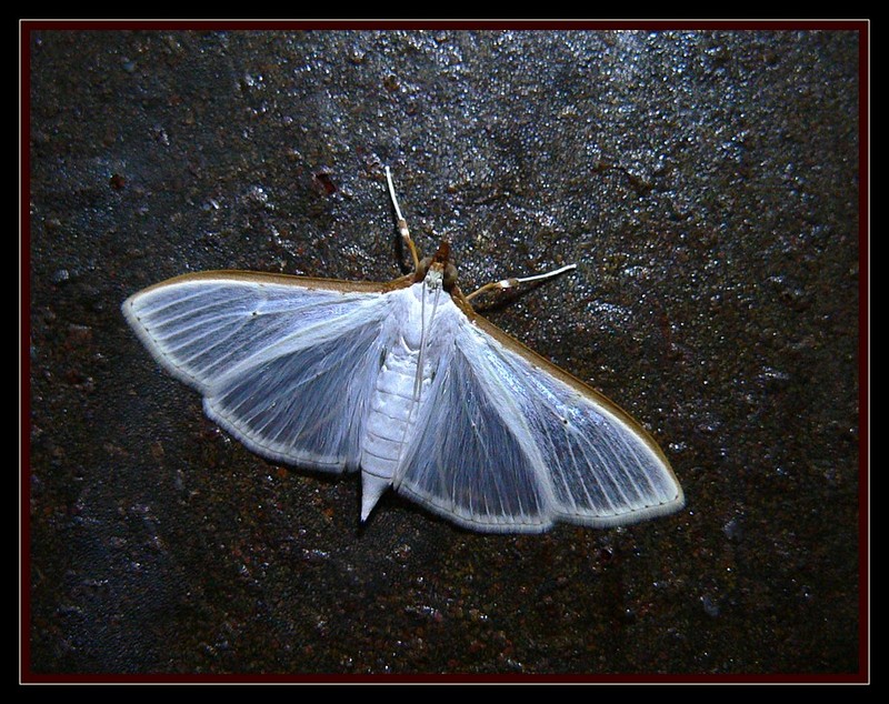 moth 2; DISPLAY FULL IMAGE.