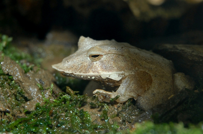 Solomon Island Leaf Frog (Ceratobatrachus guentheri); DISPLAY FULL IMAGE.