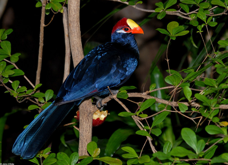 Violet Turaco (Musophaga violacea); DISPLAY FULL IMAGE.