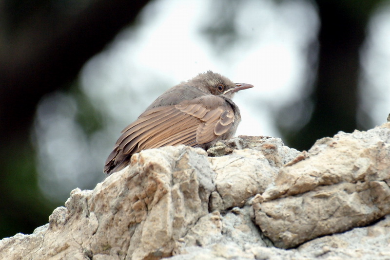 Young bulbul; DISPLAY FULL IMAGE.