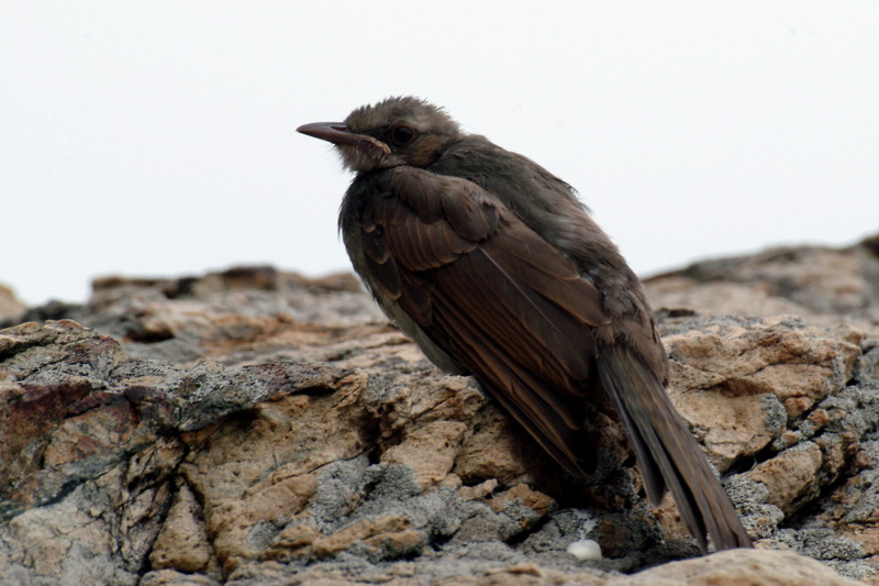 Young bulbul; DISPLAY FULL IMAGE.