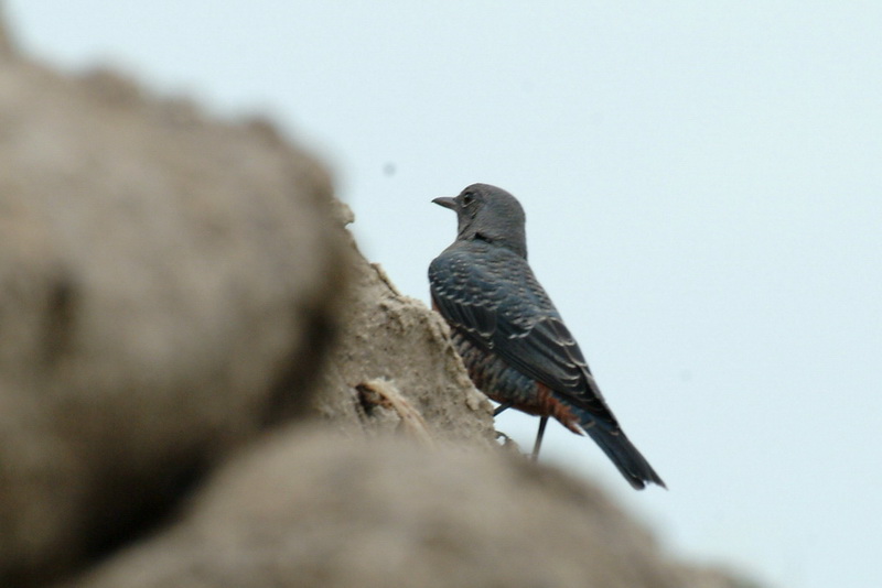 Female Blue Rock-Thrush {!--바다직박구리 암컷-->; DISPLAY FULL IMAGE.