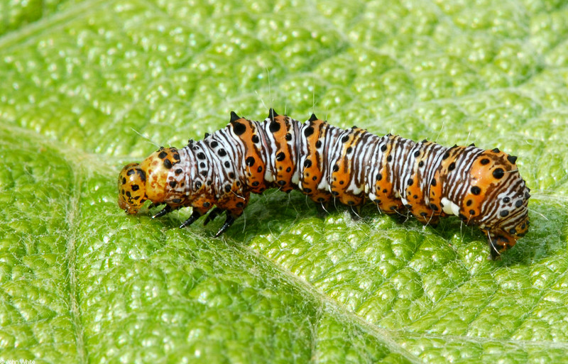 Beautiful Wood-nymph (Eudryas grata); DISPLAY FULL IMAGE.