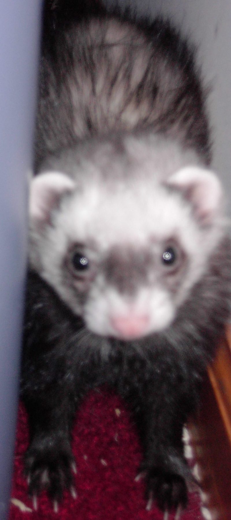 ferret; DISPLAY FULL IMAGE.