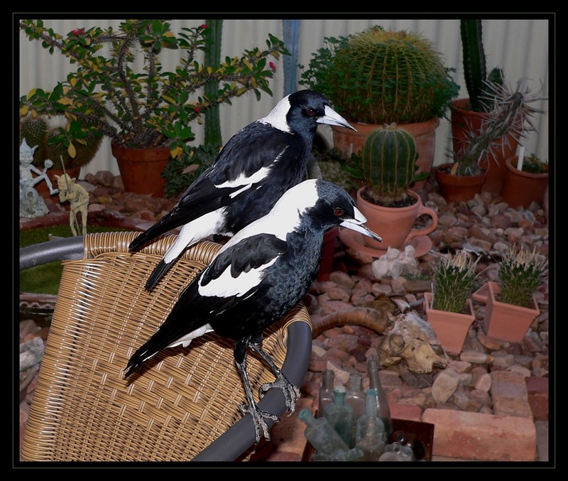 Australian magpies - Australian magpie (Gymnorhina tibicen); DISPLAY FULL IMAGE.