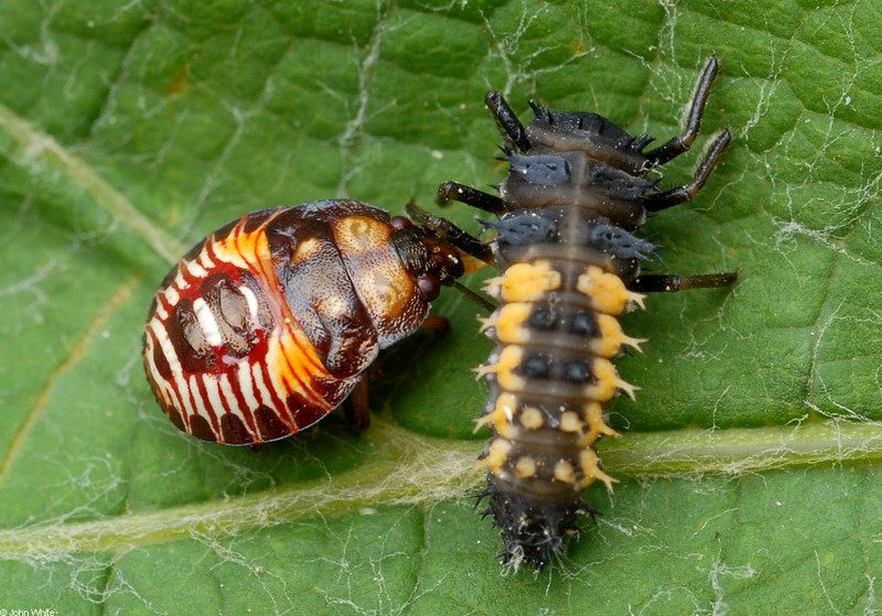 An immature Two Spotted Stink Bug (Perillus bioculatus) feeding on a Nine-Spotted Ladybird Beetle larva (Coccinella novemnotata); DISPLAY FULL IMAGE.