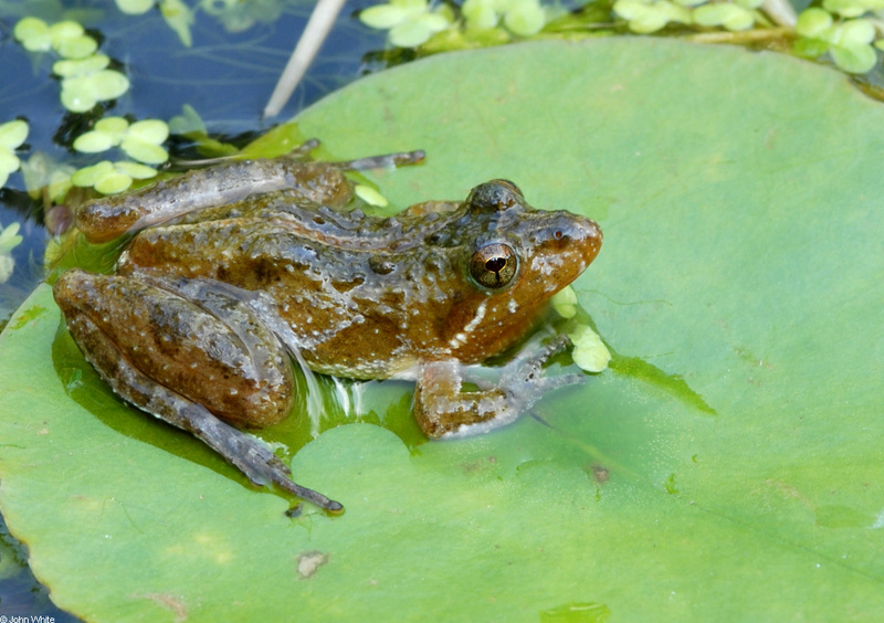Coastal Plain Cricket Frog  (Acris gryllus gryllus)004; DISPLAY FULL IMAGE.