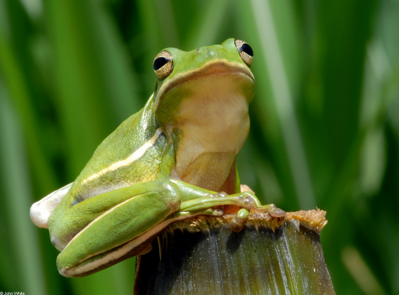 Green Treefrog (Hyla cinerea)041; DISPLAY FULL IMAGE.