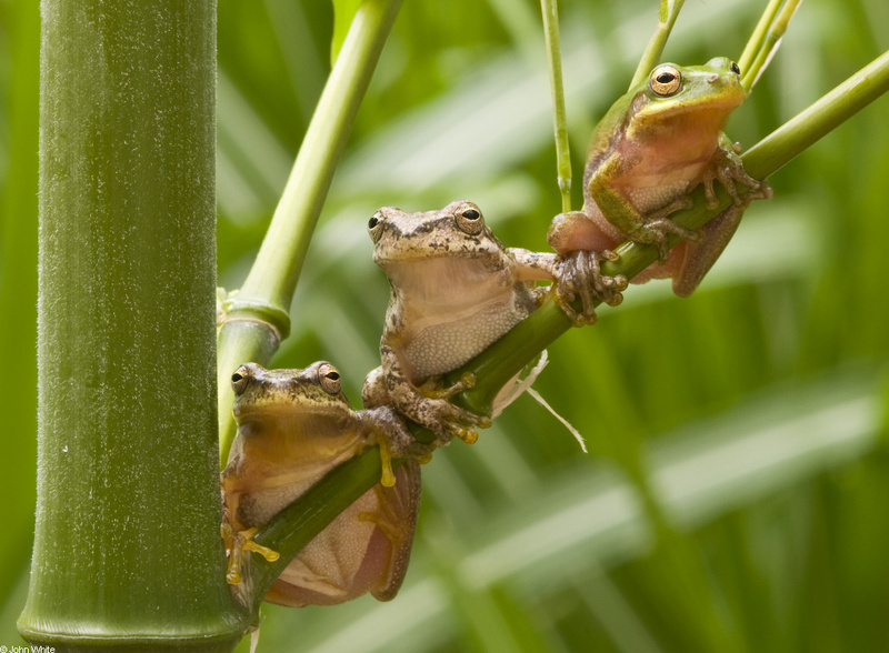 squirrel treefrogs (Hyla squirella); DISPLAY FULL IMAGE.