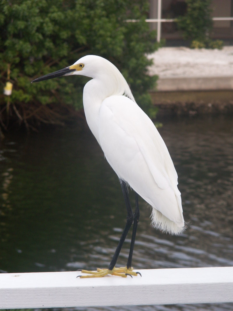 snowy egret; DISPLAY FULL IMAGE.