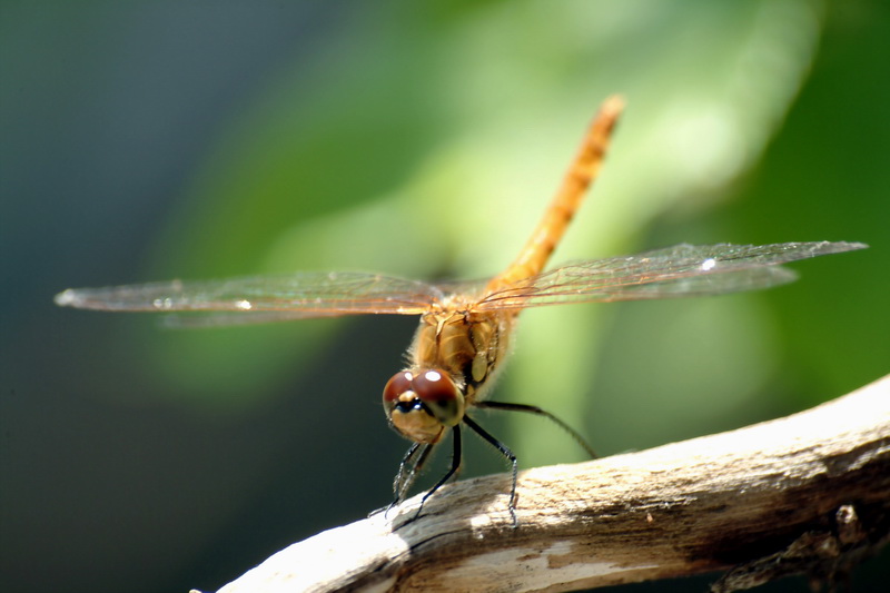 Yellow Dragonfly from Korea; DISPLAY FULL IMAGE.