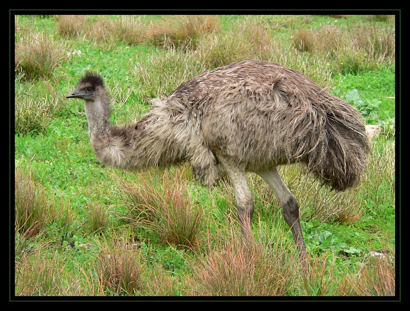 Australian Emus 2 - common emu (Dromaius novaehollandiae); DISPLAY FULL IMAGE.