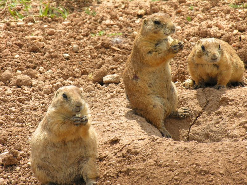 Black Tailed Prairie Dogs; DISPLAY FULL IMAGE.