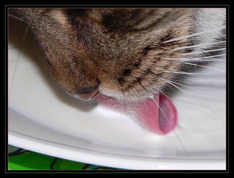 Lily's lunch; DISPLAY FULL IMAGE.