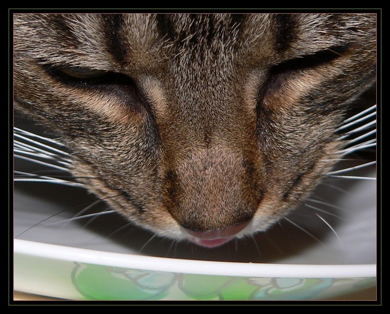 Mmmm milk; DISPLAY FULL IMAGE.