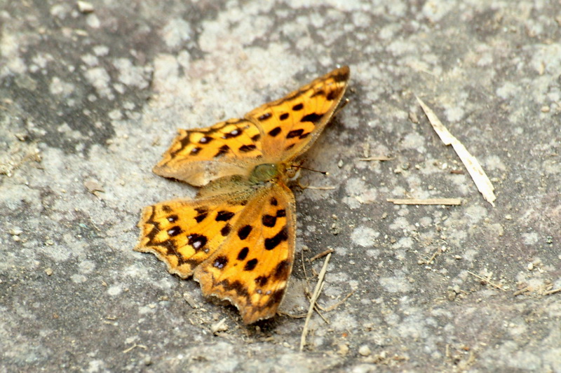 Butterfly; DISPLAY FULL IMAGE.