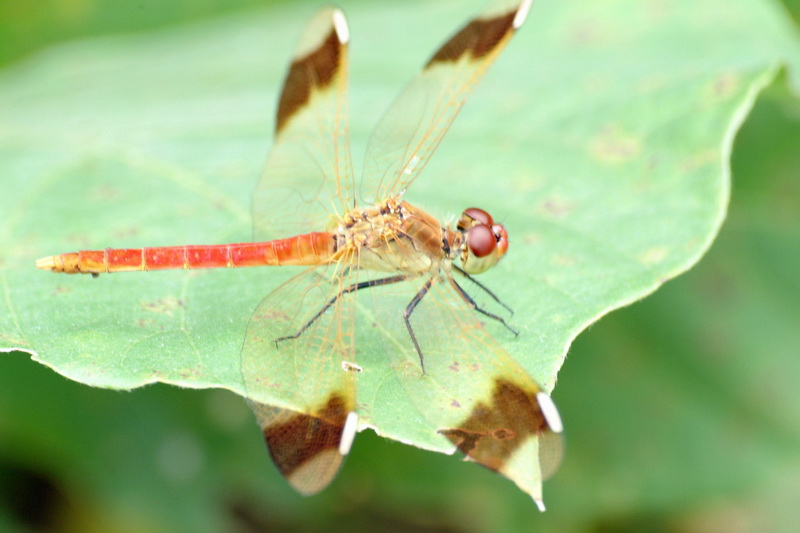 Dragonfly; DISPLAY FULL IMAGE.