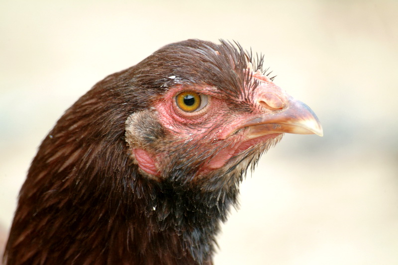Force of Chicken; DISPLAY FULL IMAGE.