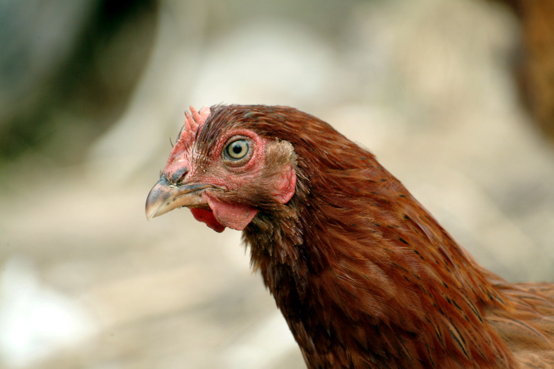Force of Chicken; DISPLAY FULL IMAGE.