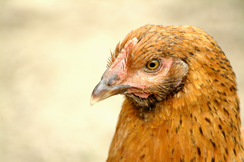 Force of Chicken; DISPLAY FULL IMAGE.