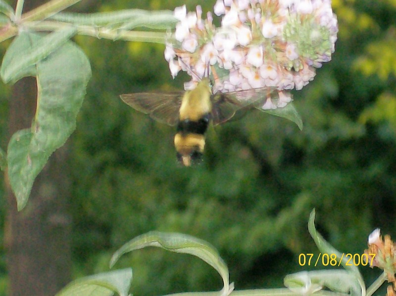 Cuban Bee Hummingbirds; DISPLAY FULL IMAGE.