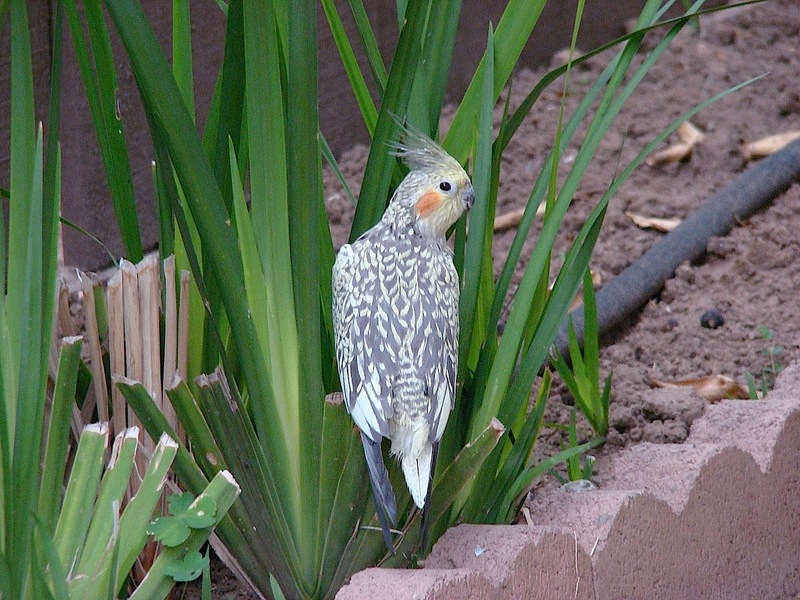 parrot ID?; DISPLAY FULL IMAGE.