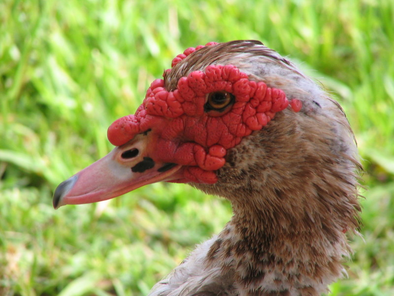 Muscovy Duck; DISPLAY FULL IMAGE.