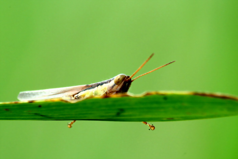 Grasshopper; DISPLAY FULL IMAGE.