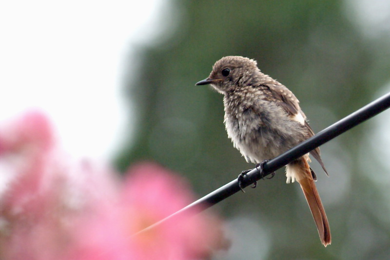 Phoenicurus auroreus (Juvenile Daurian Redstart) {!--딱새-->; DISPLAY FULL IMAGE.