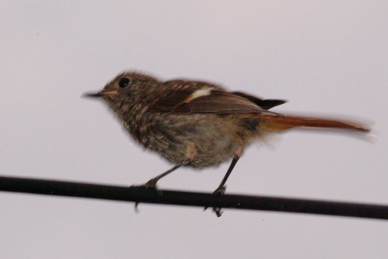 Phoenicurus auroreus (Juvenile Daurian Redstart) {!--딱새-->; DISPLAY FULL IMAGE.