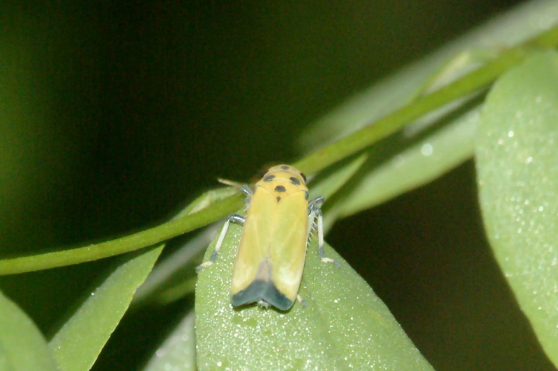 Black-tipped Leafhopper (Bothrogonia japonica ) {!--끝검은말매미충-->; DISPLAY FULL IMAGE.