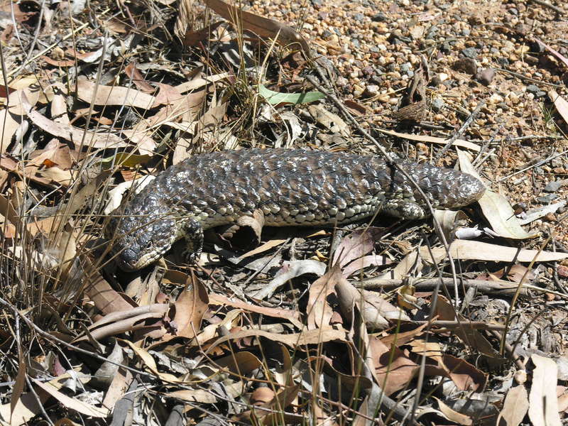 Stump-tailed Skink; DISPLAY FULL IMAGE.