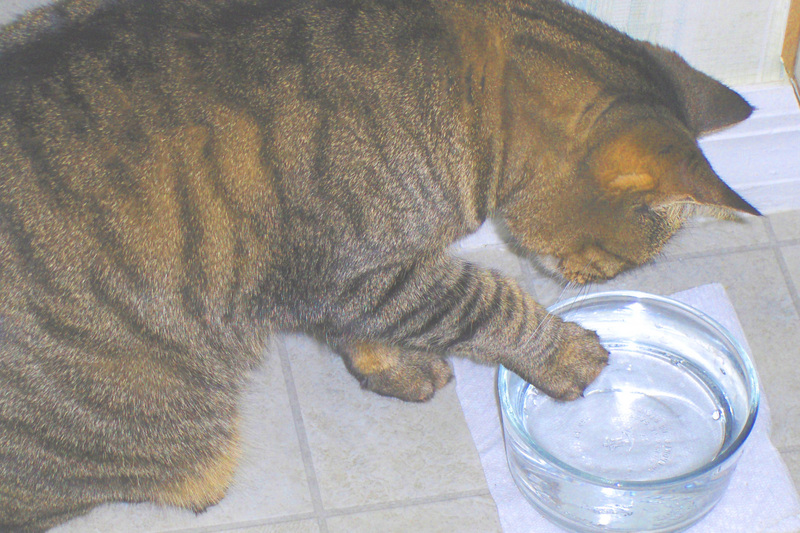 Arielle testing water before she drinks; DISPLAY FULL IMAGE.