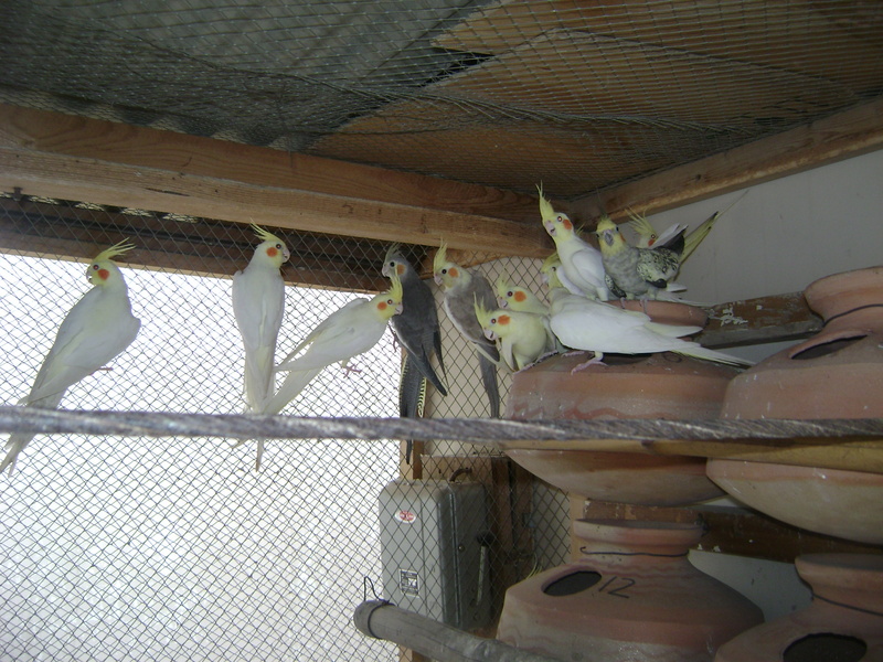cocktaiel in group; DISPLAY FULL IMAGE.
