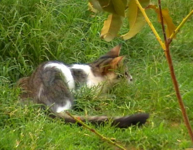 Kitten; DISPLAY FULL IMAGE.
