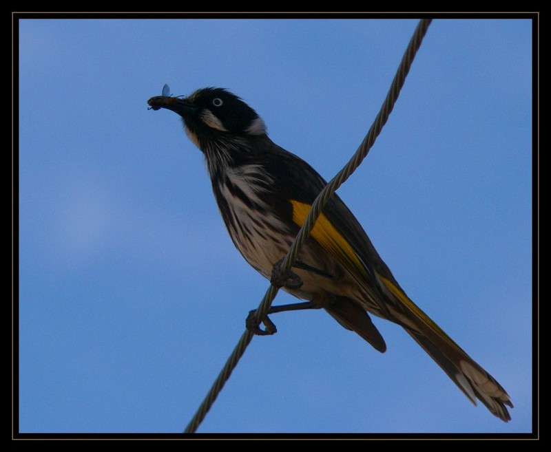 New Holland Honeyeater 1; DISPLAY FULL IMAGE.