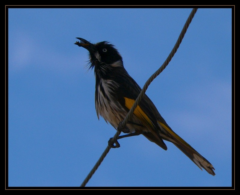 New Holland Honeyeater 2; DISPLAY FULL IMAGE.