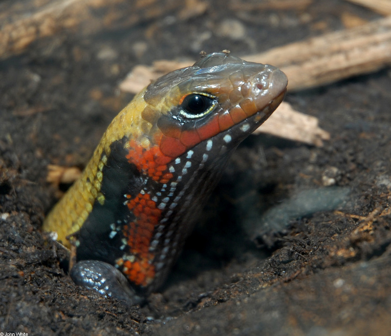 Togo Fire Skink (Riopa fernandi); DISPLAY FULL IMAGE.