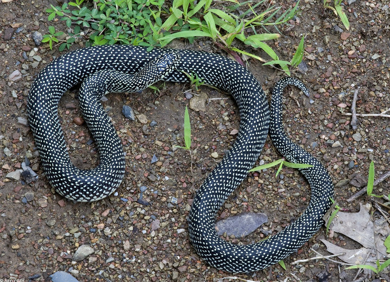 Speckled Kingsnake (Lampropeltis getula holbrooki); DISPLAY FULL IMAGE.