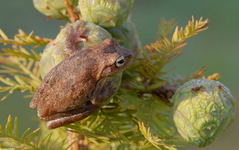 Pines Woods Treefrog (Hyla femoralis)100; DISPLAY FULL IMAGE.