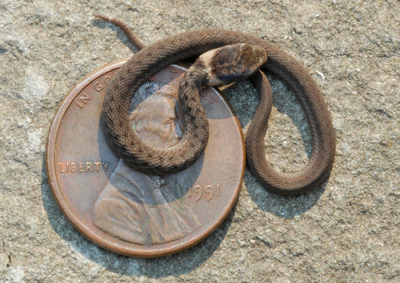 Northern Brownsnake (Storeria dekayi dekayi) {!--Brown snake-->; DISPLAY FULL IMAGE.