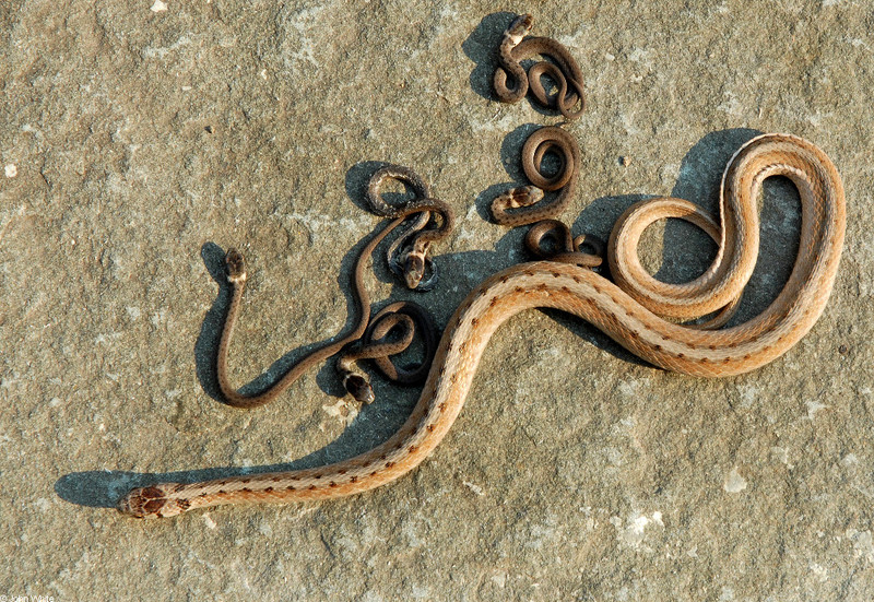 Mom and Neonate Northern Brownsnakes (Storeria dekayi dekayi) {!--Brown snake-->; DISPLAY FULL IMAGE.